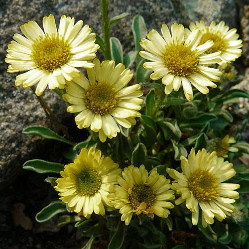 Plant World Seeds - Erigeron Aureus Seeds (Perennial Flower Seeds)