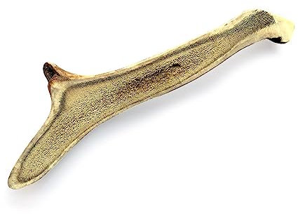 Fenica trattare il corna di cervo a metà XXL