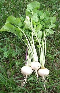 Turnip White Egg 5,000 Seeds
