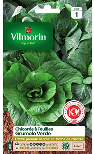 Vilmorin - Chicorée Grumolo Verde Vl1 806