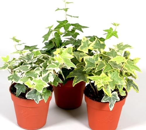 3 x hedera Helix Plants Mixed- English Ivy - Evergreen Garden Plants in 9 cm pots