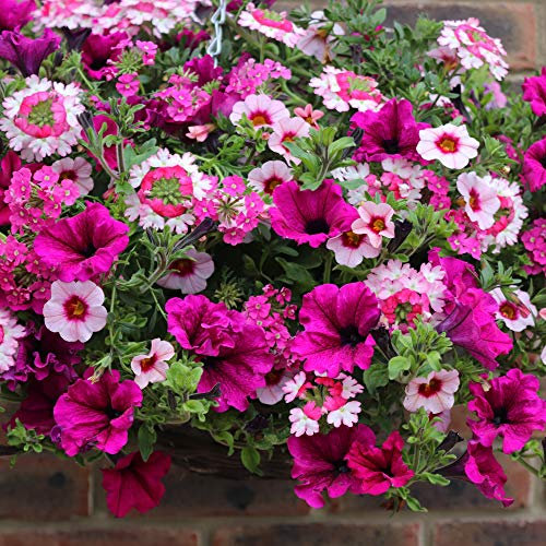 'Eton Mess' Jumbo Bedding Plug Mix x 12 Basket and Pot Plants