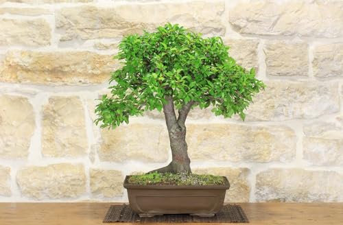 Bonsai di Albicocco selvatico (33)