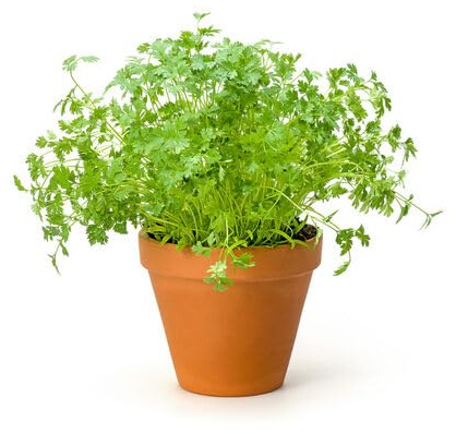 100 semi di cerfoglio verde