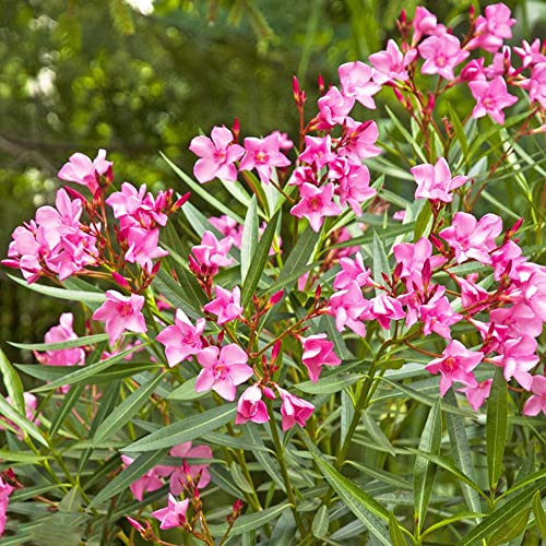 Oleander Winterhart/Oleander Pflanze-Blumensamen Serie-Oleander Blumensamen Gastgeschenk BlüTen Pflanzensamen Balkonpflanzen Schnittblumen Samen-25stüCk(Rosa)