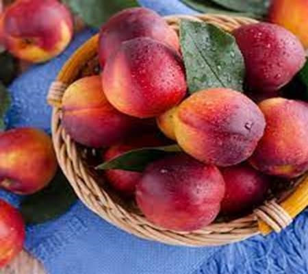 Graines de fruits Nectarine fraîches et neuves, 60 pièces