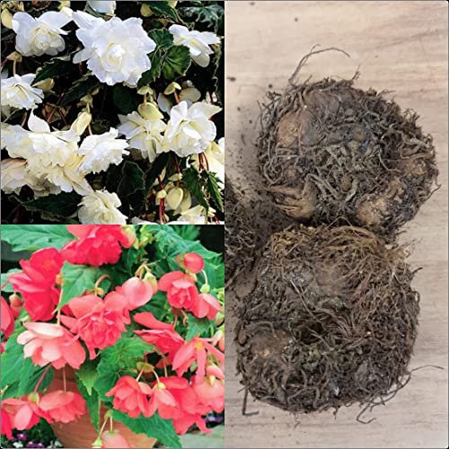 Begonia Pendula Pink and White Mix x 6 Tubers/Corms/Bulbs - Hanging Basket Mix
