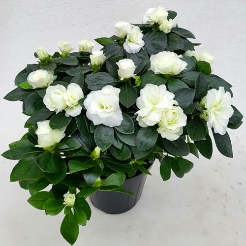 POWERS TO FLOWERS - AZALEA AIKO BIANCO A FIORE DOPPIO, vaso 14cm, pianta vera
