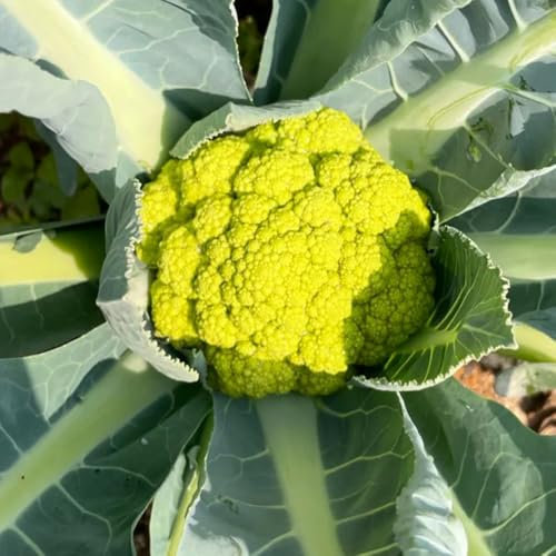blumenkohl samen, winterblumenkohl alte gemüsesorten samen, seltene pflanzen blumenkohlsamen grünpflanzen zimmerpflanzen, balkon gemüse steingartenpflanzen winterhart, gemüsesaat 125pcs