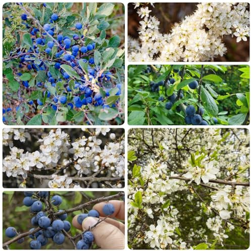 semi di prugnolo vecchie varietà da frutto colonnari raro frutto colonnare frutteto comprare da balcone colonnari esotico prugnolo semi di 50pcs