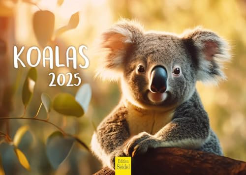 Edition Seidel Premium Kalender Koalas 2025 Format DIN A4 Wandkalender Tierkalender Australien Koala Bär Säugetier Eukalyptus Wald