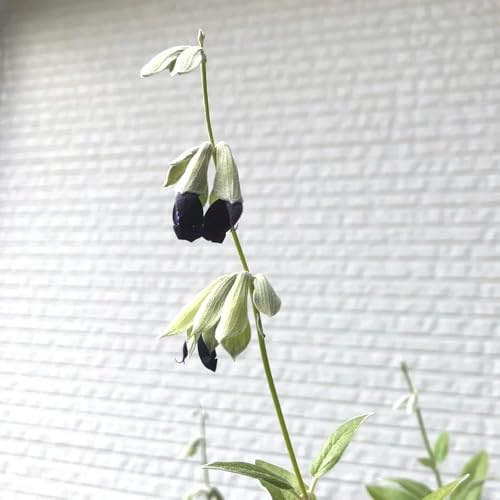 semillas de salvia perenne resistente - exóticas balcón jardín 1000pcs