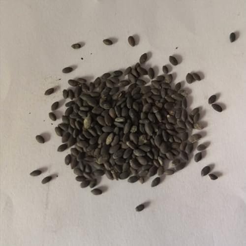 kiskick 200 Stück kalifornische weiße Salbei-Kräutersamen für Balkon, Bonsai, Zuhause, Büro, Garten, Dekoration, Samen zum Anpflanzen von Gemüse und Obst Weißer Salbei Samen