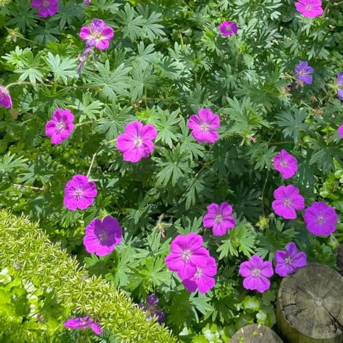Semi di Cranesbill, Geranio wilfordii, semi di campo biologici 600pcs