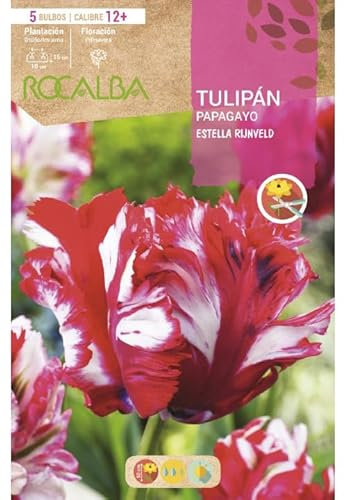 Peyca Bulbo de flor variedad Tulipan papagayo estella rijnveld 5 unidades - Rocalba