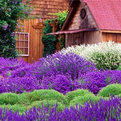 Shopvise Lavande Mini Potted Graines de lavande Fruitful 100 Pcs