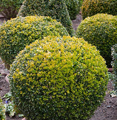 Buchsbaum Kugel 40-45cm - Buxus Kugel