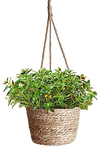 Blumentöpfe Hängende, Seegras Pflanzentopf, Hängender Pflanzerkorb, Handgewebt Blumenampel Pflanzenaufhänger mit Hängendem Seil für Sukkulenten, Kakteen, Kräuter im Innen- und Außenbereich (Seegras)