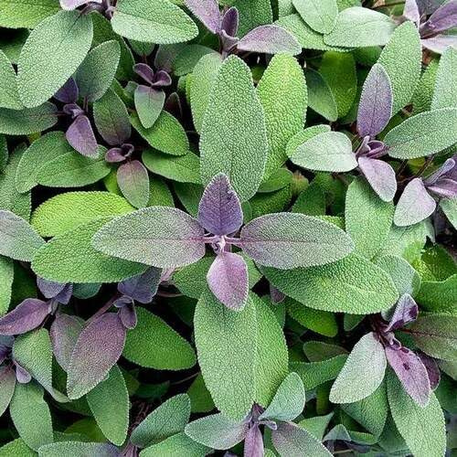 50 semi di salvia verde viola