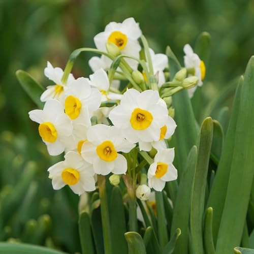 narcisi bulbi di,a crescita da giardino resistenti da giardino,facile arredamento per ufficio,arredamento per esterni resistenti 2Bulbo