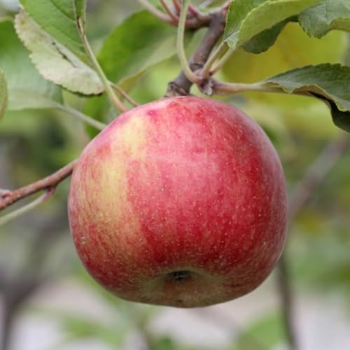 PIANTA DA FRUTTO MELO ANNURCA in vaso 24 età 3/4 anni