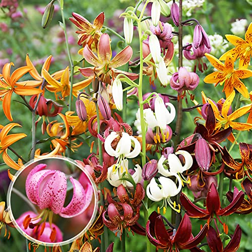 Martagon Lilien Zwiebeln Kollektion aus Holland - 10 Blumenzwiebeln, 5 Sorten, 2 pro Farbe - Mehrjährig und Winterhart Mix - Grose Lilium Pflanzen (kein samen) Mischung - Rote, Rosa, Weiße Blüten