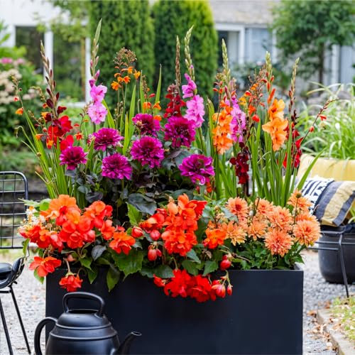 Fleurs d'été bulbeuses Collection Colorful Сontainer - 25 pièces - Glaïeuls/Dahlias/Begonias/Crocosmia - vivace mélange de bulbes - Qualité Néerlandaise - Pour jardin et balcon