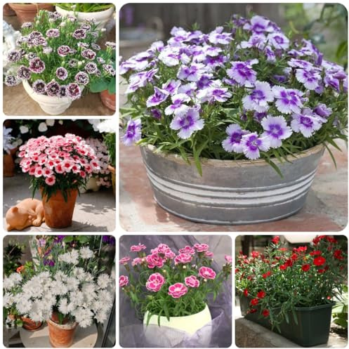 Semi di garofano - dianthus decorazione organica per dolce William di selvatici esoticito decorativo Arredamento del soggiorno con 850semi