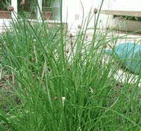 Ciboulette (Appétit) - Allium schoenoprasum (lot de 3 pieds)