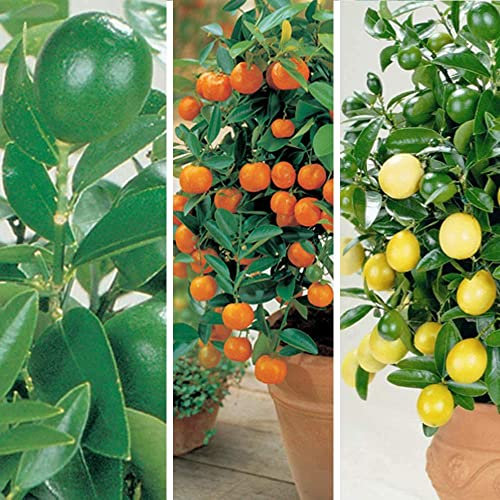 Citrus Fruit Tree Trio House Plants Grow Your Own Orange and Lemon Plants with Edible Fruit, Patio Plant for Home, Office & Conservatory 3 x 9cm Pots Gift Wrapped by Thompson & Morgan