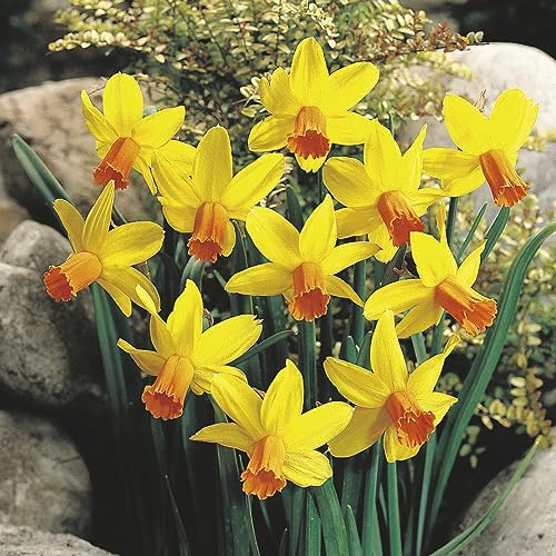 Daffodil (Narcissus) Jet Fire - Petite Yellow and Orange Blooms - Pack of 25 Bulbs Size 08/10cm by Thompson and Morgan
