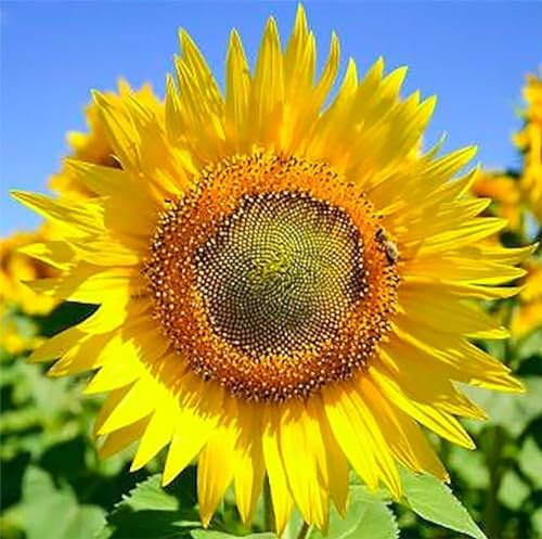Skyscraper Sunflower Seeds -12' Tall Heirloom Sunflower - Attracts Bees and Butterflies - 10 Seeds