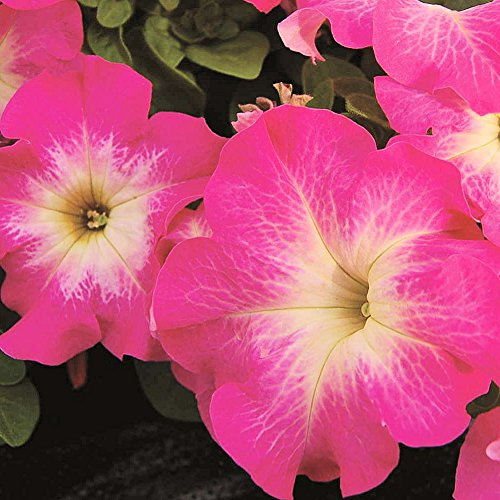 Limbo Pink Mañana Enano en semillas de Petunia ? Selección enana, tolerante a condiciones frías y húmedas, (30-35 semillas)