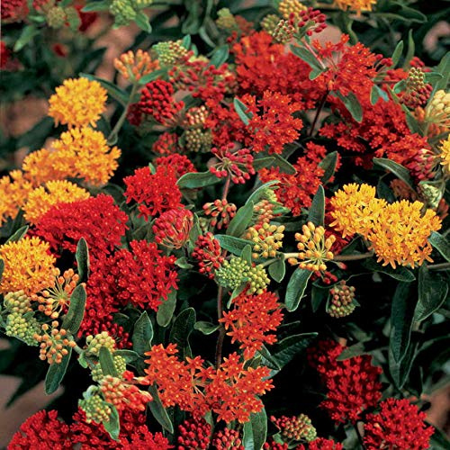 Park Seed Butterfly Weed Flower Plant Seeds, Easy to Grow, Perfect for Spring Garden, Gay Butterflies, Pack of 20