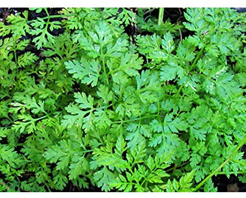 Winter Chervil Seeds (80 Seed Pack)