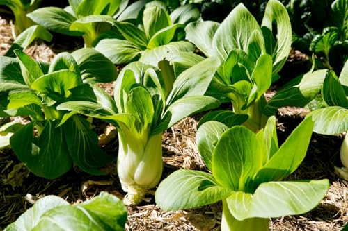 Buy4seeds Cabbage PAK Choi Green STEM 500 Seeds Easy to Grow