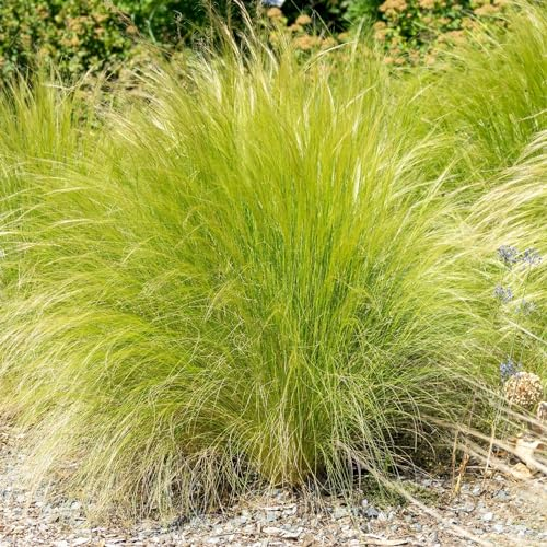Perfect Plants - Stipa Tenuissima Pony Tails Hardy Ornamental Grass Plant in a 13cm Pot