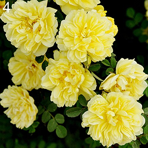 Gelb: Quanjucheer 100 PC-Kletterrose Blumensamen Balkon Gartenzäune Dekor (Gelb)