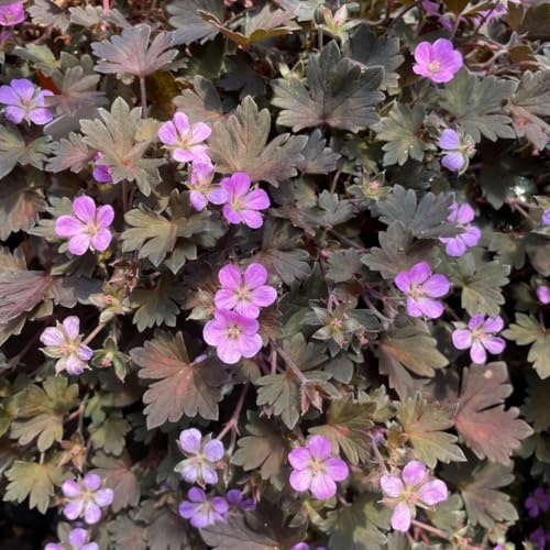 semi resistenti di geranio - precoce da balcone in serra da giardino roccioso 300pcs