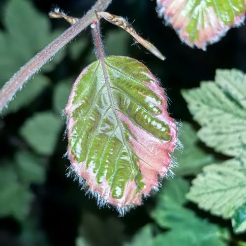 faggio rosso - giardino di semi di esotici d'appartamento giardino resistenti autunnali per zone soleggiate semi 15semi