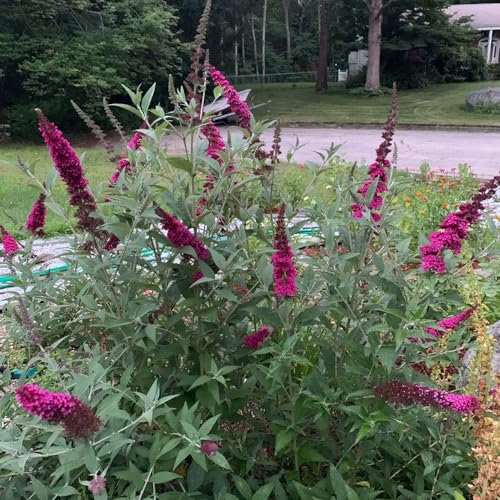 200 pcs schmetterlingsflieder winterhart samen, gartengeschenke, blumen garten sommerflieder samen - Buddleja davidii - blumen für balkon, bio saatgut blüten, kräuterbeet blumensamen,