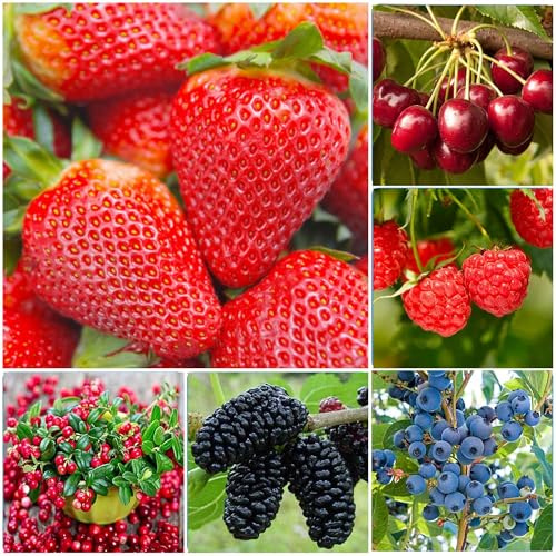 1500+ Mix Fruit Tree Seeds for Planting, 400 Strawberry 200 Blueberry 300 Raspberry 300 Mulberry 200 Cranberry 20 Cherry, 6 Variety Individual Packs Organic Fruit Seeds