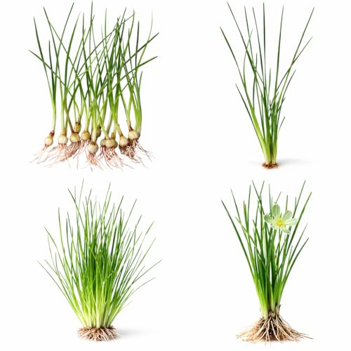 Water Onion Dwarf (Zephyranthes Candida) – Live Bare Root Aquatic Pond Plant – Hardy White Flowering Marginal – 1, 3 or 5 Pack – Grown in USA by CANTON AQUATICS (5)