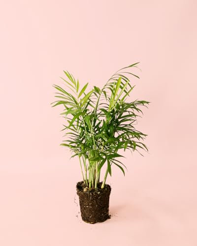 Palma Areca M | Plantas Naturales Interior | Pur Plant