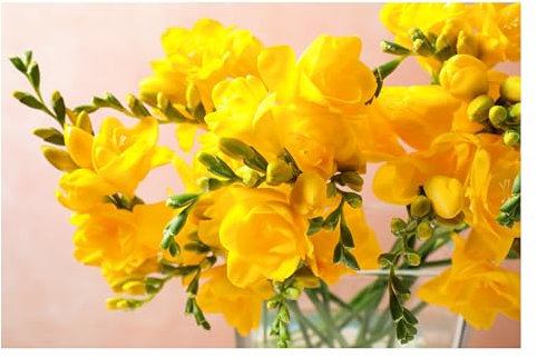 10x Freesia Double Yellow Summer Flowering Bulbs Colourful Garden Plant Corms Wedding Fragrant Cut Flowers Size 5/6