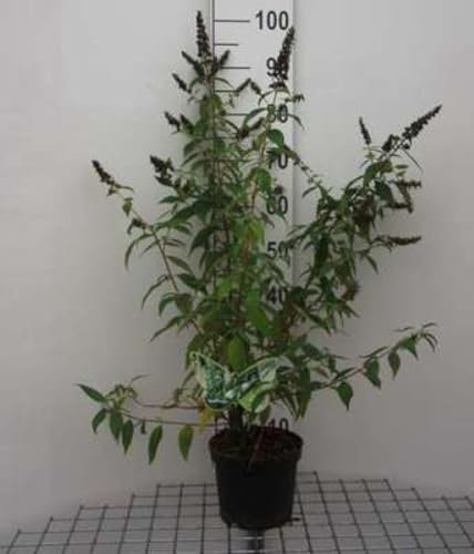 Buddleja 'Argus White'® - Arbre Aux Papillons 40-60 cm en pot