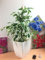 Golden King Ficus Benjamin Fig (Golden King Ficus): maceta Milano blanco brillante para interiores de hoja perenne para espacios de oficina en casa, decoración elegante, calidad del aire