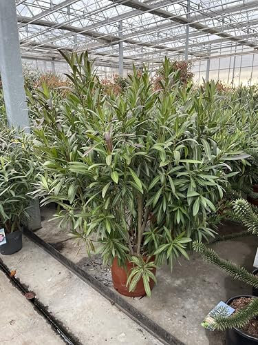Weißer Oleander, Nerium Oleander Pflanze, 80-100 cm, Winterhart, Immergrün, Topfpflanze für Außenbereich