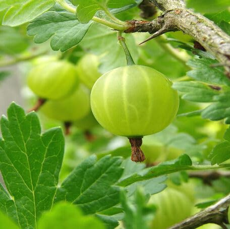 100 semi di uva spina verde fresca