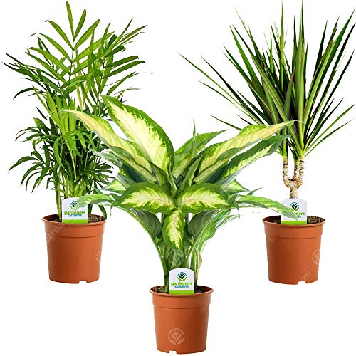 GardenersDream 3X Indoor Plant Mix - Dieffenbachia Camilla, Chamaedorea Elegans and Dracaena Marginata Live House Plants - Indoor Potted Plants (30-40cm incl.11-13cm Pot)